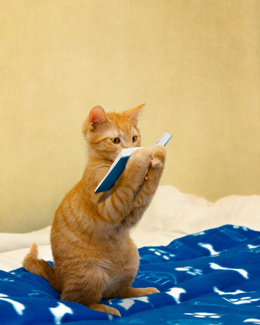 Red Tabby Cat is Reading a Book
